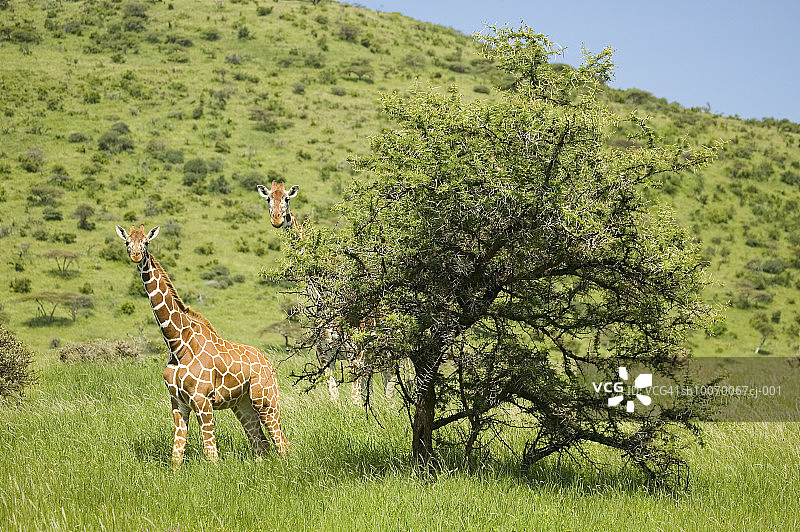 肯尼亚莱瓦保护区，站在树旁的马赛长颈鹿图片素材