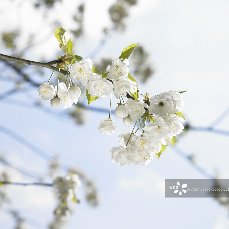 樱花的特写图片素材