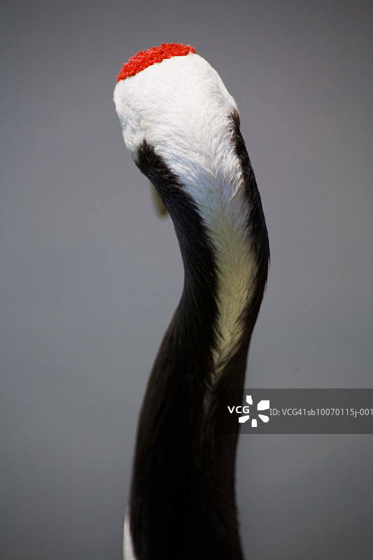 丹顶鹤（Grus japonensis）的后视图，特写图片素材