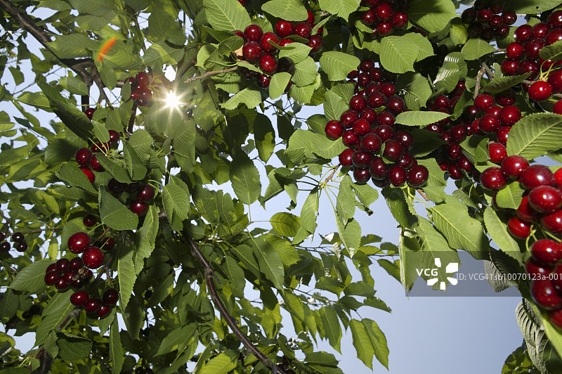 树上的樱桃，特写图片素材