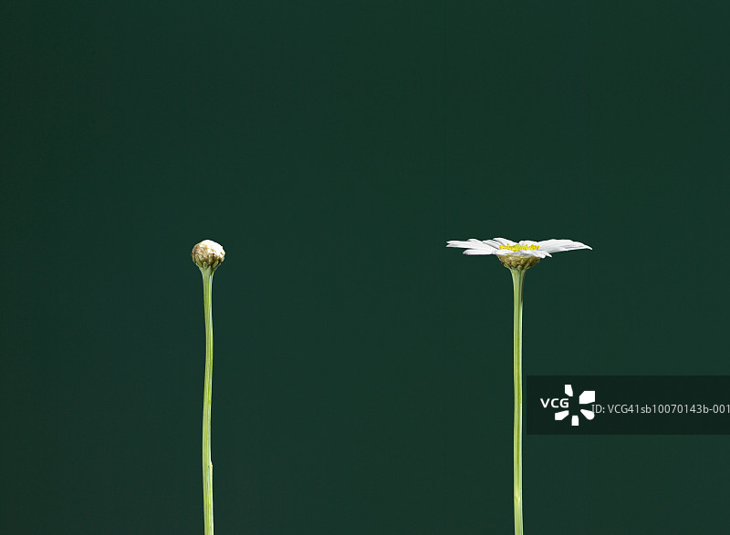 绿色背景下的雏菊花朵和花蕾图片素材