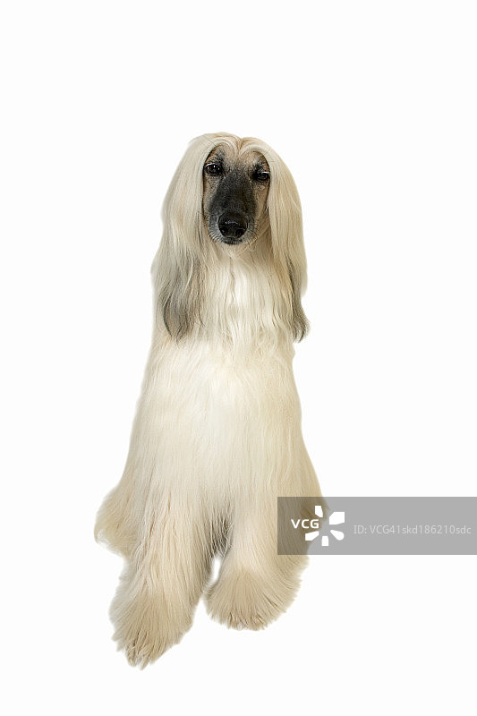 阿富汗猎犬特写图片素材