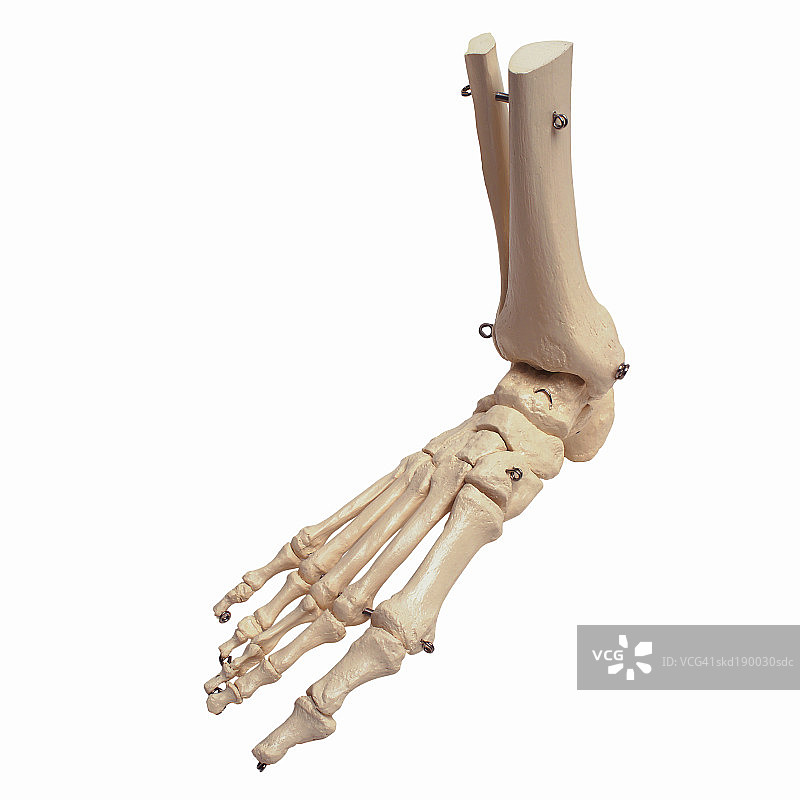 骨骼模型脚部特写图片素材