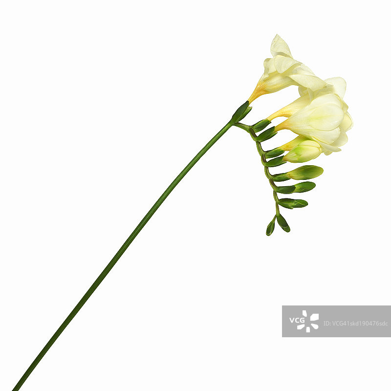 小苍兰的特写图片素材