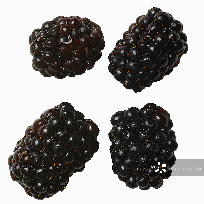 黑醋栗特写图片素材