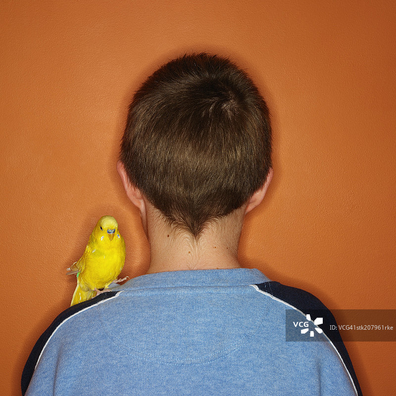 肩膀上站着虎皮鹦鹉的青少年男孩（13-15岁）的背影图片素材