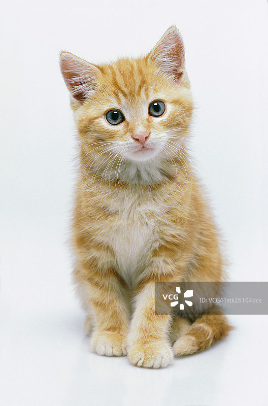 小猫肖像图片素材