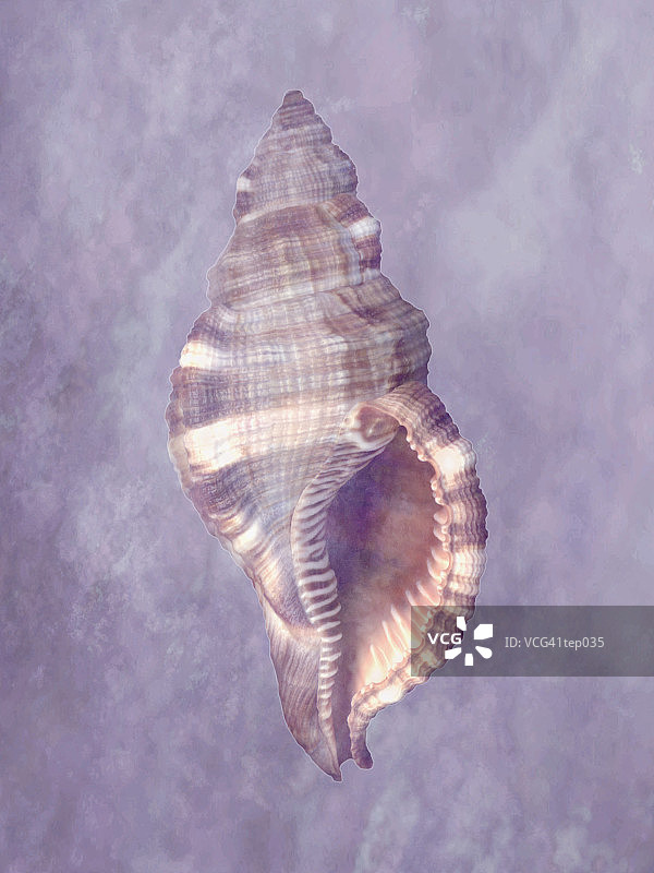 大法螺图片素材