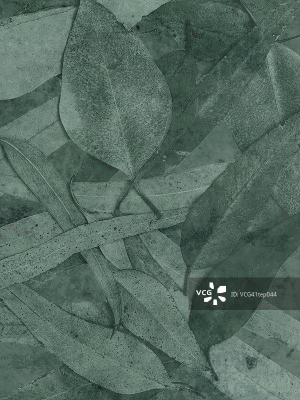 森林地面图片素材