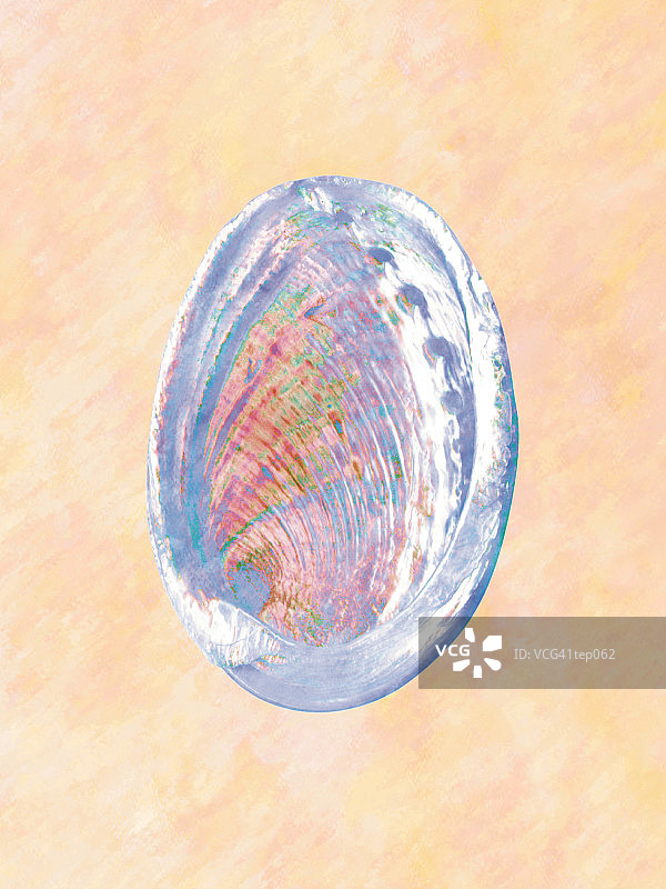 鲍鱼壳图片素材