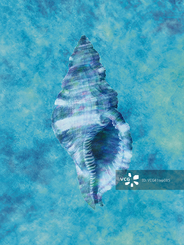 蓝色法螺壳图片素材