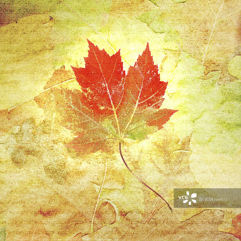 拼贴背景上的枫叶图片素材