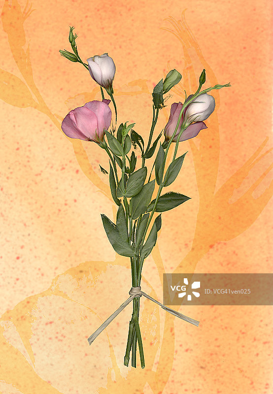 洋桔梗花束图片素材