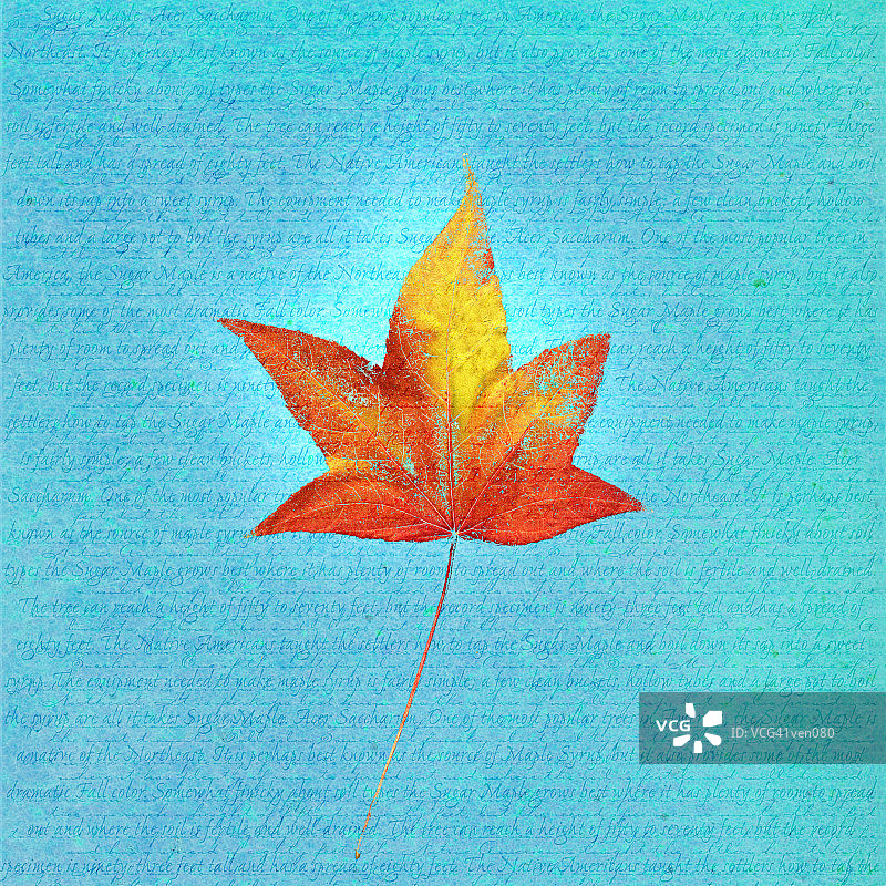 带有描述性背景的日本枫叶图片素材