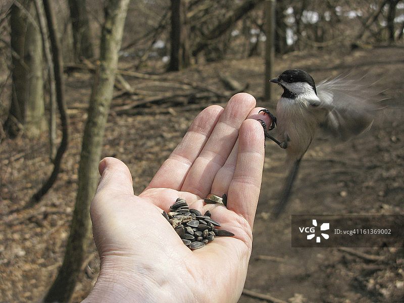 小鸟拍打翅膀从人手中取食图片素材