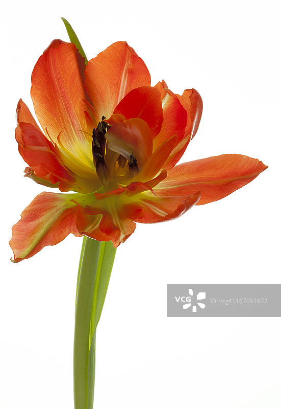 橙色重瓣郁金香图片素材