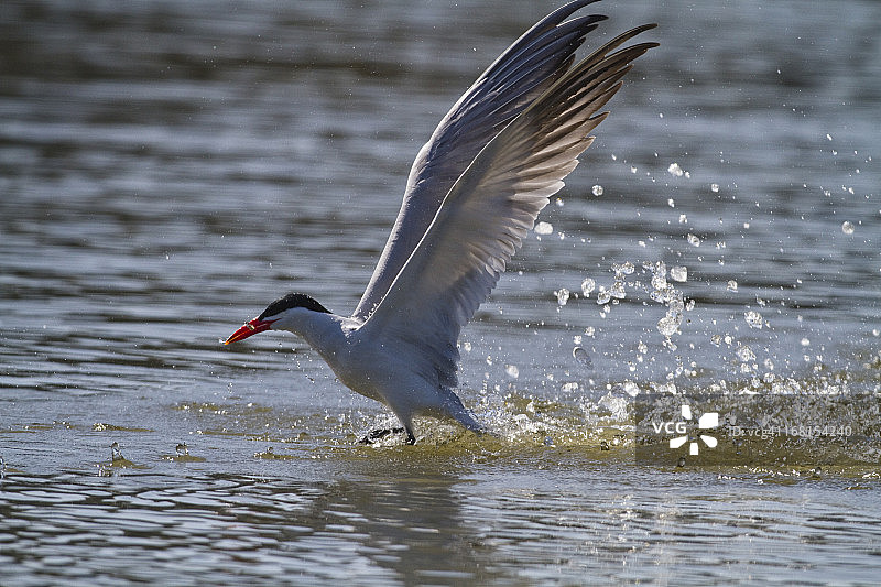 飞行中的普通燕鸥图片素材