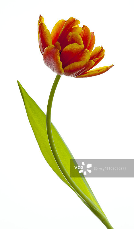 白色背景上的橙黄色重瓣郁金香图片素材