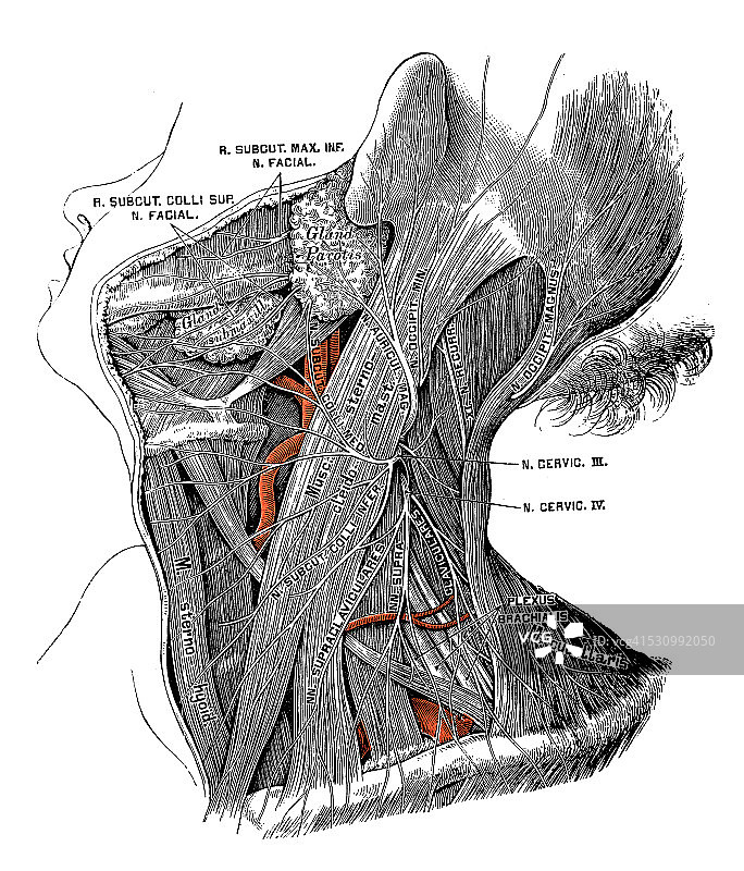 人体解剖学科学插画颈部神经图片素材