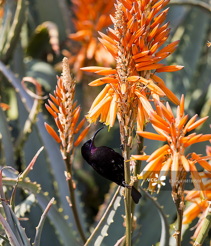 南非哈特比斯普特芦荟农场的紫晶太阳鸟（Chalcomitra amethystina）图片素材