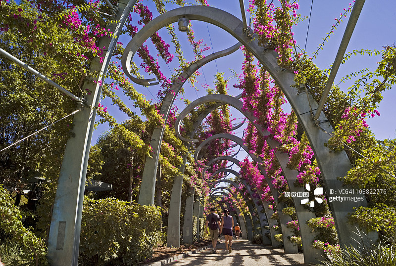 穿越洋紫荆拱廊的步道图片素材