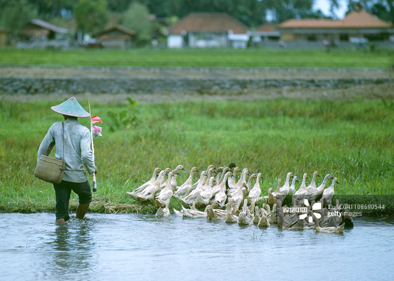 男人赶鸭子图片素材