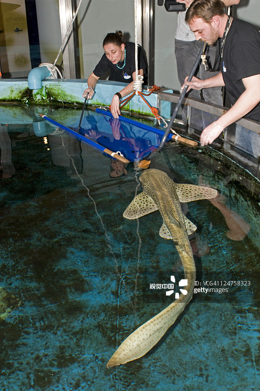 法国格劳杜鲁瓦水族馆中接受治疗的条纹斑纹鲨图片素材