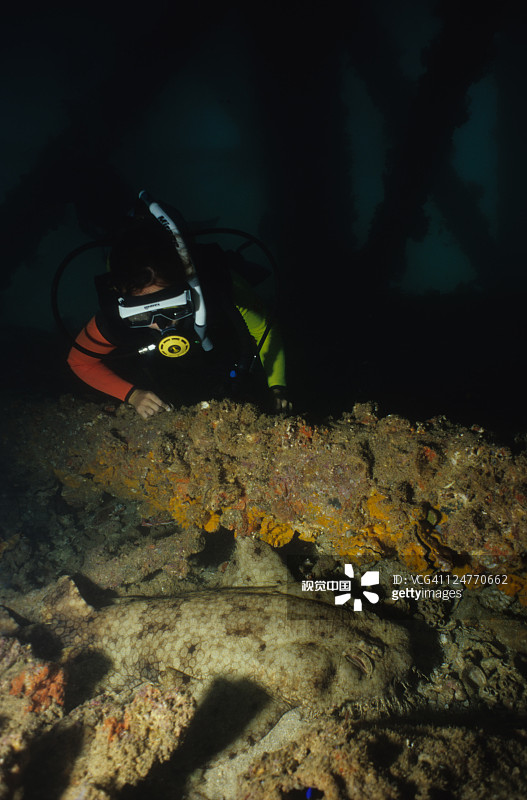 澳洲须鲨与潜水员图片素材
