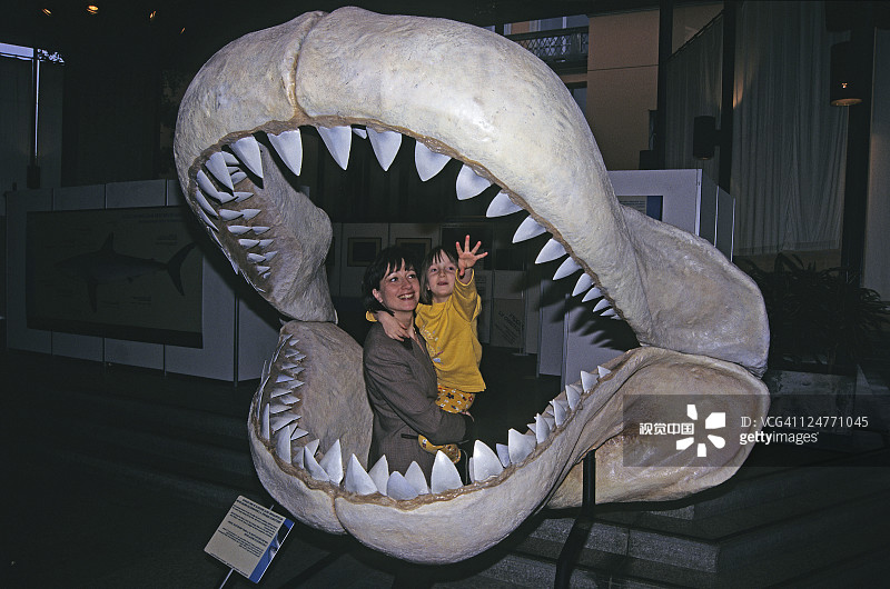 巨齿鲨鲨鱼化石，重建的下颚图片素材