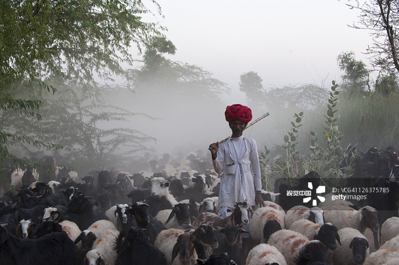 拉贾斯坦邦俾什诺伊族牧羊人与绵羊和山羊图片素材
