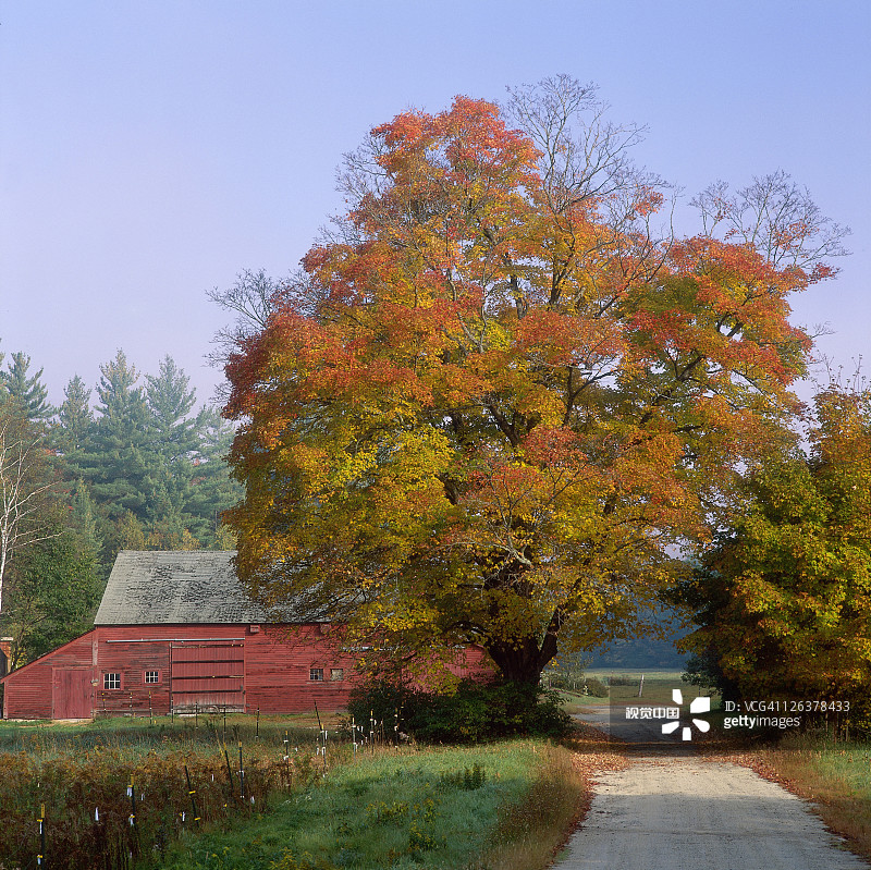 秋天的老树图片素材