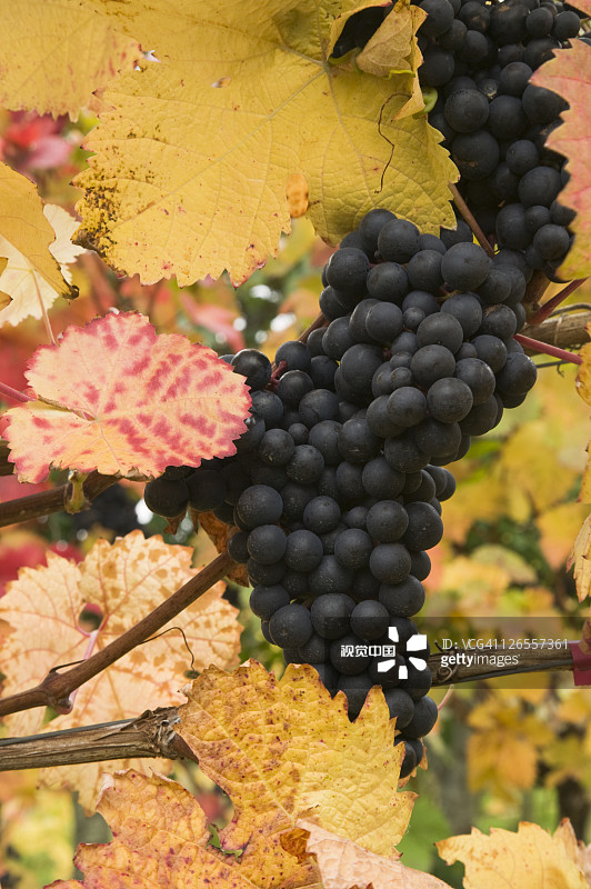 沙尔帕姆葡萄园的多恩felder葡萄，英国德文郡图片素材