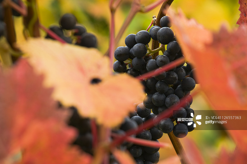 沙尔帕姆葡萄园的多恩felder葡萄，英国德文郡图片素材