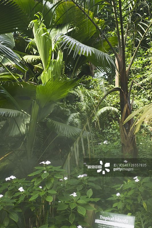 伊甸园项目湿热带生物群落中的热带植被图片素材