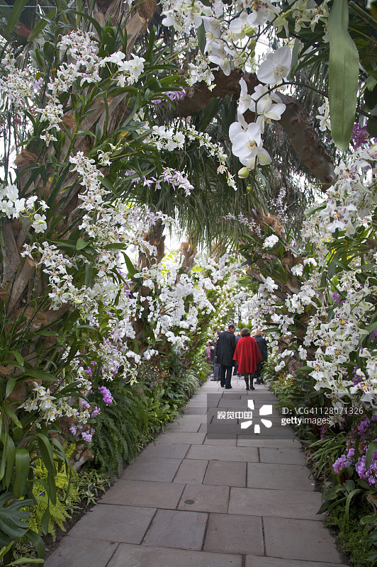 兰花径：纽约植物园古巴兰花展图片素材