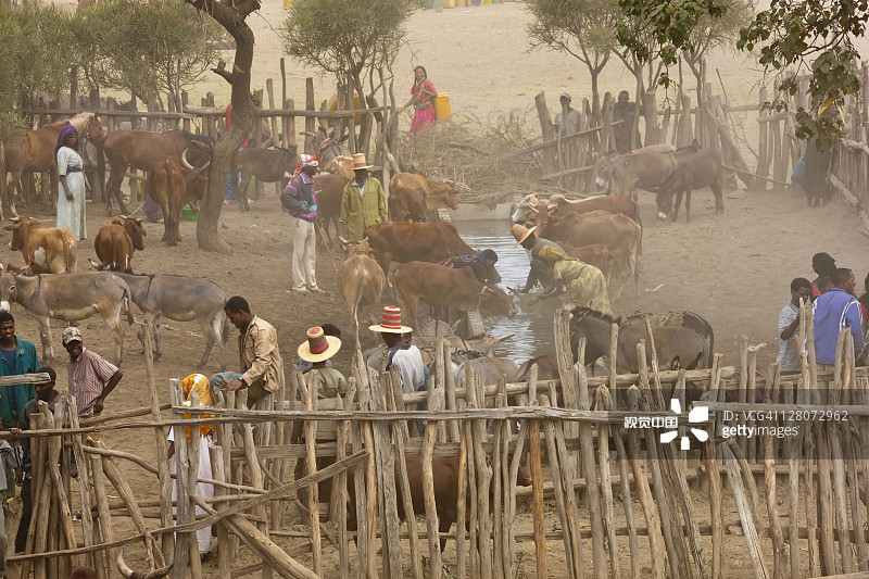 奶牛在水坑边，埃塞俄比亚哈拉巴图片素材