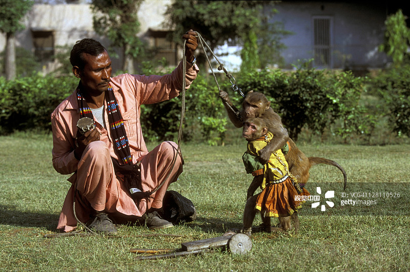 新德里猕猴表演，印度图片素材