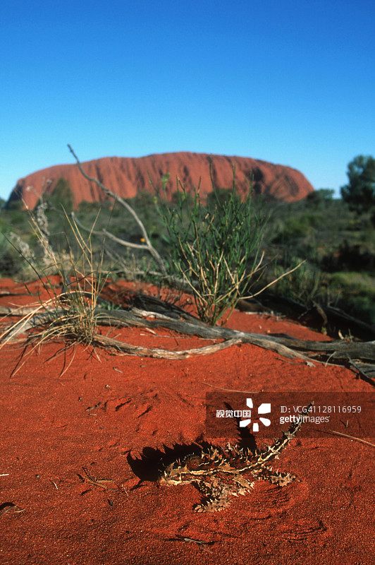 魔蜥与澳大利亚艾尔斯岩图片素材