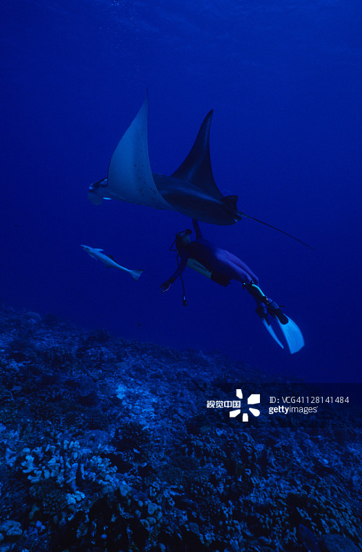 与潜水员同游的蝠鲼图片素材
