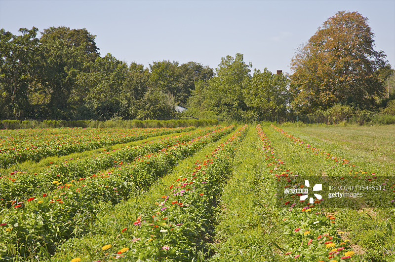 田野中成排种植的花朵图片素材