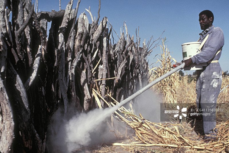 在纳米比亚喷洒DDT杀灭跳蚤图片素材