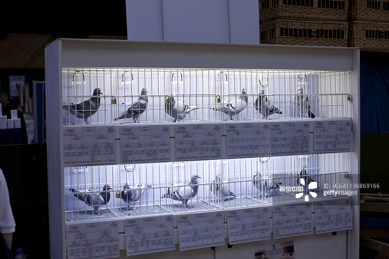 赛鸽比赛图片素材