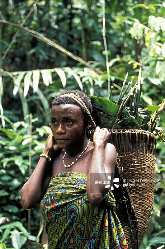 巴卡部落的俾格米人：妇女采集者带着收集篮在森林中穿行，喀麦隆和中非共和国图片素材