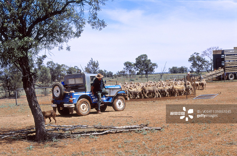 在澳大利亚威尔坎尼亚，美利奴绵羊从院子里被装上卡车图片素材