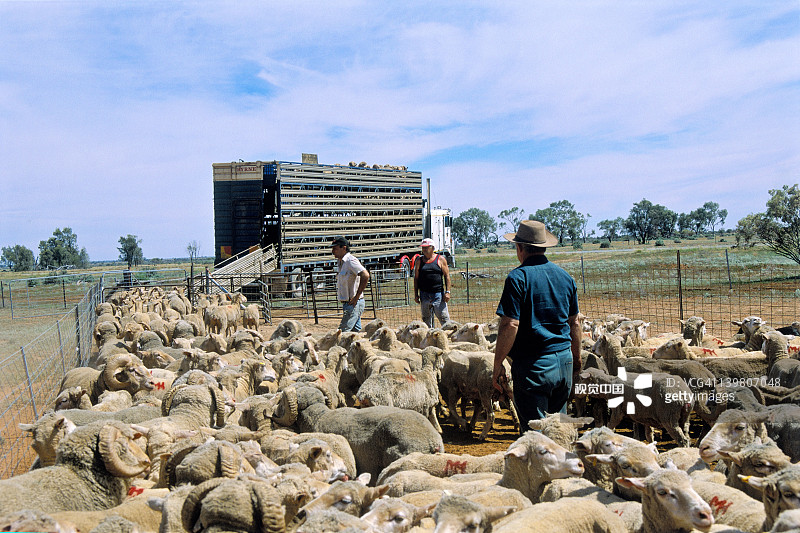 在澳大利亚威尔坎尼亚，美利奴绵羊从院子里被装上卡车图片素材