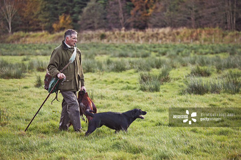 游戏：猎场看守带着猎人射杀的环颈雉，黑色拉布拉多犬在他身边，英国苏格兰图片素材