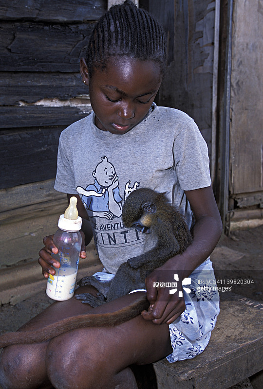 非洲中部当地村姑饲养的，成为孤儿的须猴图片素材