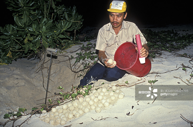 护林员在印度尼西亚婆罗洲海龟岛海滩上拿着绿海龟蛋图片素材