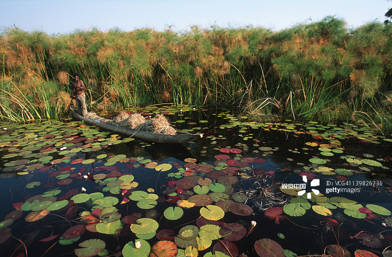 渔夫在奥卡万戈三角洲博茨瓦纳用莫科罗船运载着割下的草，周围环绕着睡莲图片素材