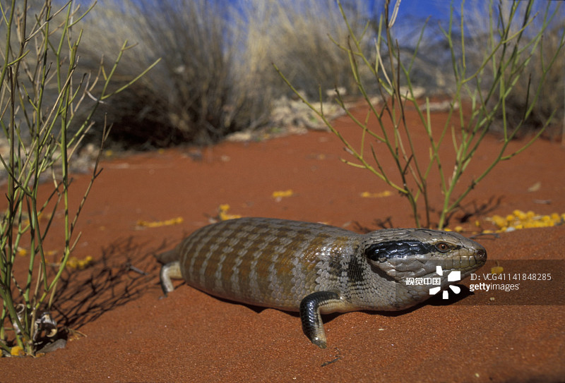 西部蓝舌石龙子，澳大利亚北领地乌鲁鲁国家公园图片素材